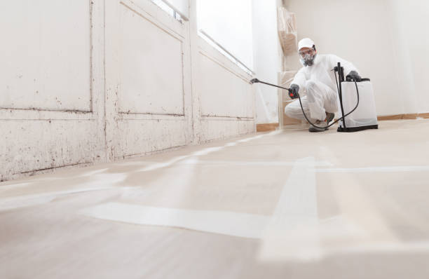 24/7 Emergency Attic Mold Removal experts in Illinois, IL