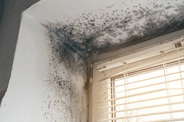 Affordable Attic Mold Removal solutions in Illinois, IL